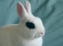 rabbit thumb (17K)